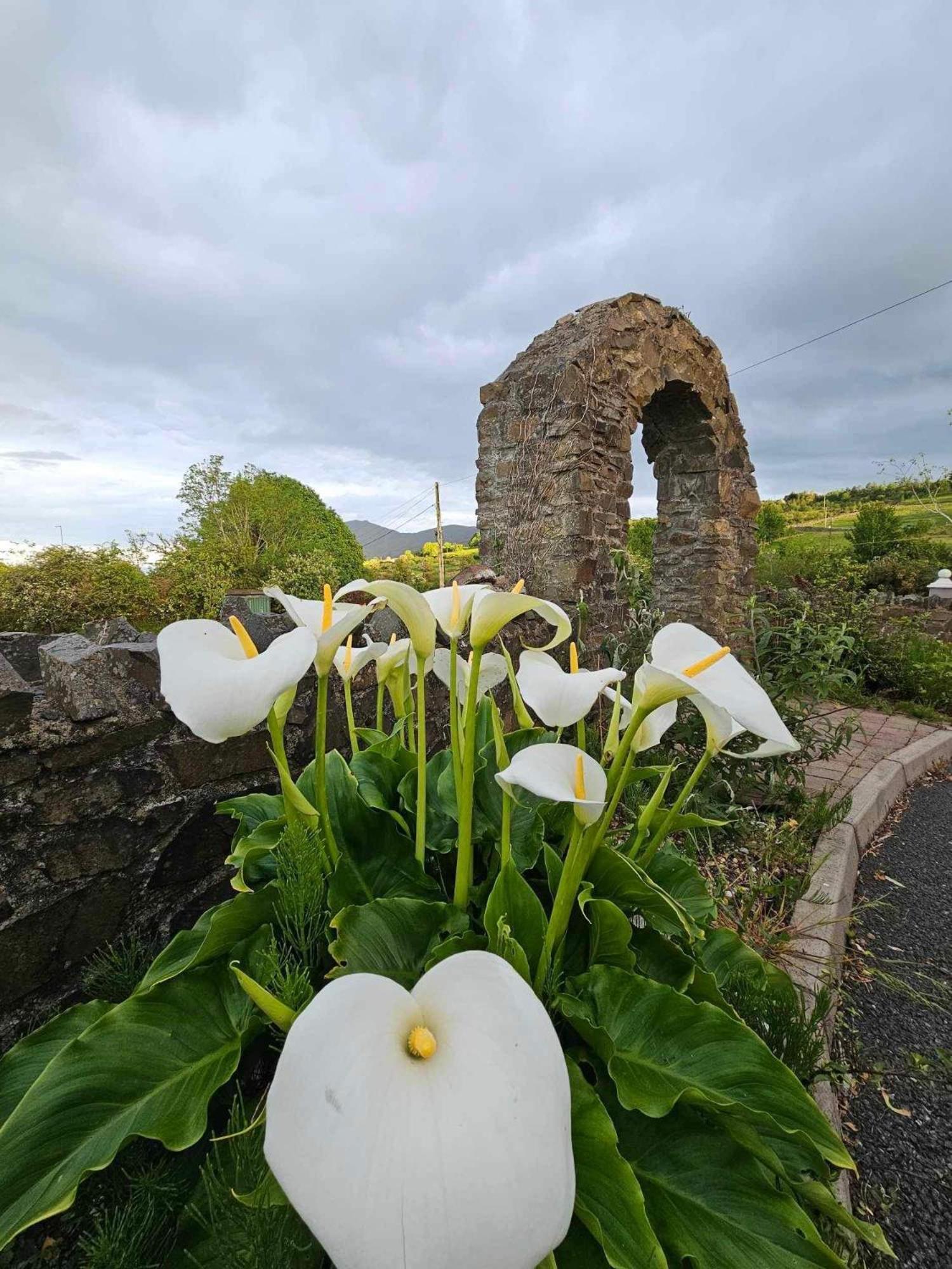 Croi Beag Luxury Studio Dundalk Exterior foto